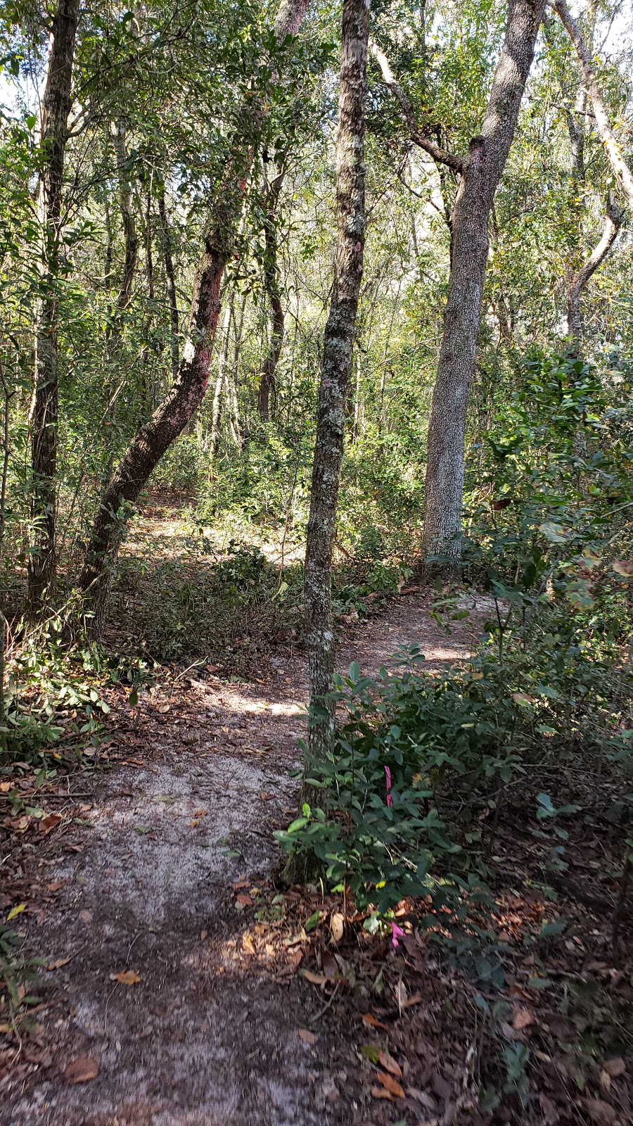 Minneola Trailhead Bike Park | Minneola, FL 34715, USA | Phone: (352) 394-3598