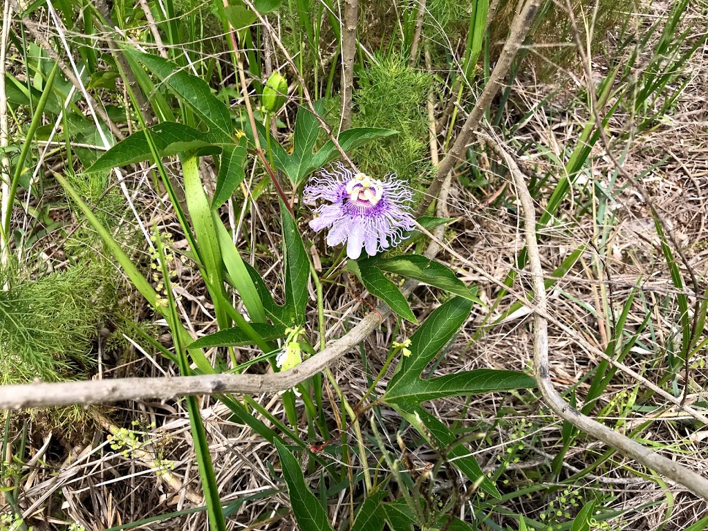 Brooker Creek Buffer Preserve | 18202 Patterson Rd, Odessa, FL 33556, USA | Phone: (813) 264-8513