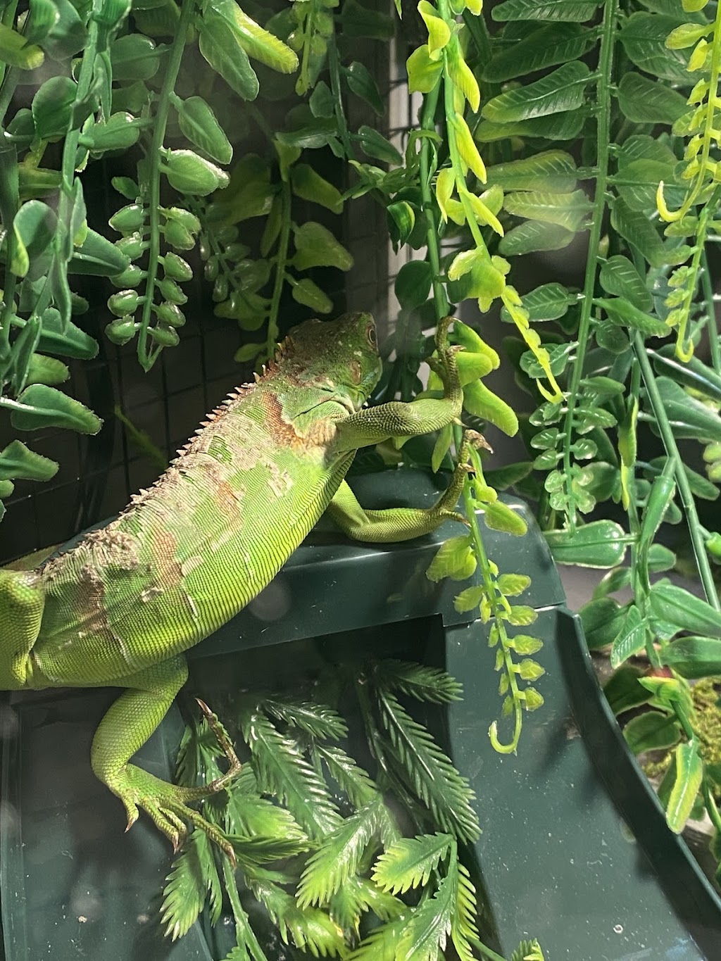 Backwater Reptiles | 4970 Rocklin Rd, Rocklin, CA 95677, USA | Phone: (916) 740-9758