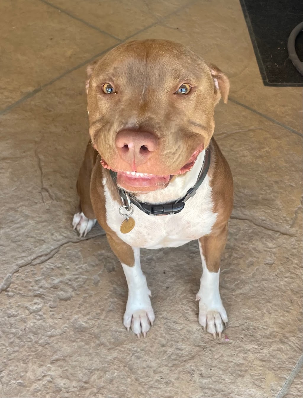 Northridge Veterinary Center | 19462 Rinaldi St, Northridge, CA 91326, USA | Phone: (818) 832-1888