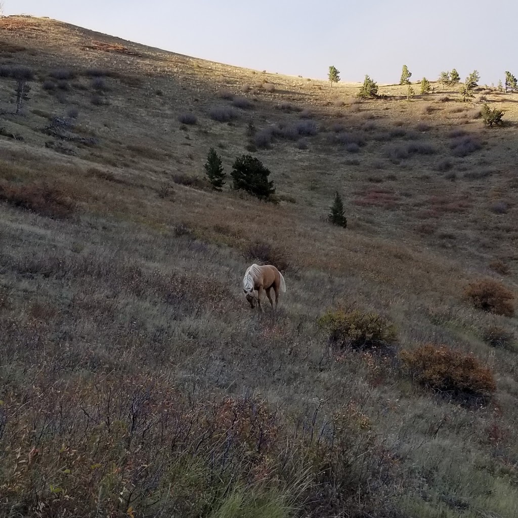 The Alpine Stables LLC | 43343 Peak to Peak Hwy, Ward, CO 80481, USA | Phone: (303) 748-7788