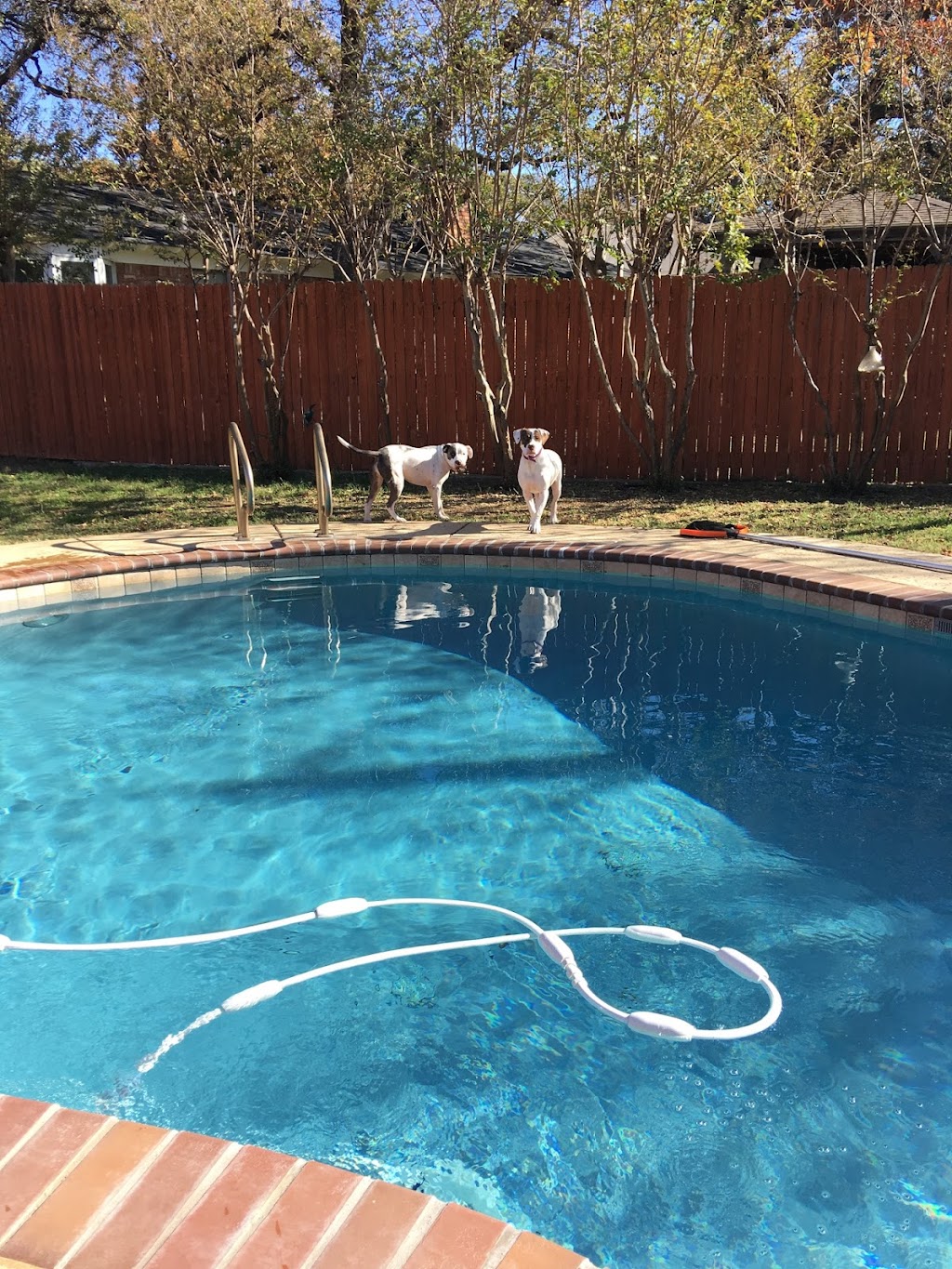 Dynasty Pools | 9603 Boat Club Rd, Fort Worth, TX 76179, USA | Phone: (817) 903-3049