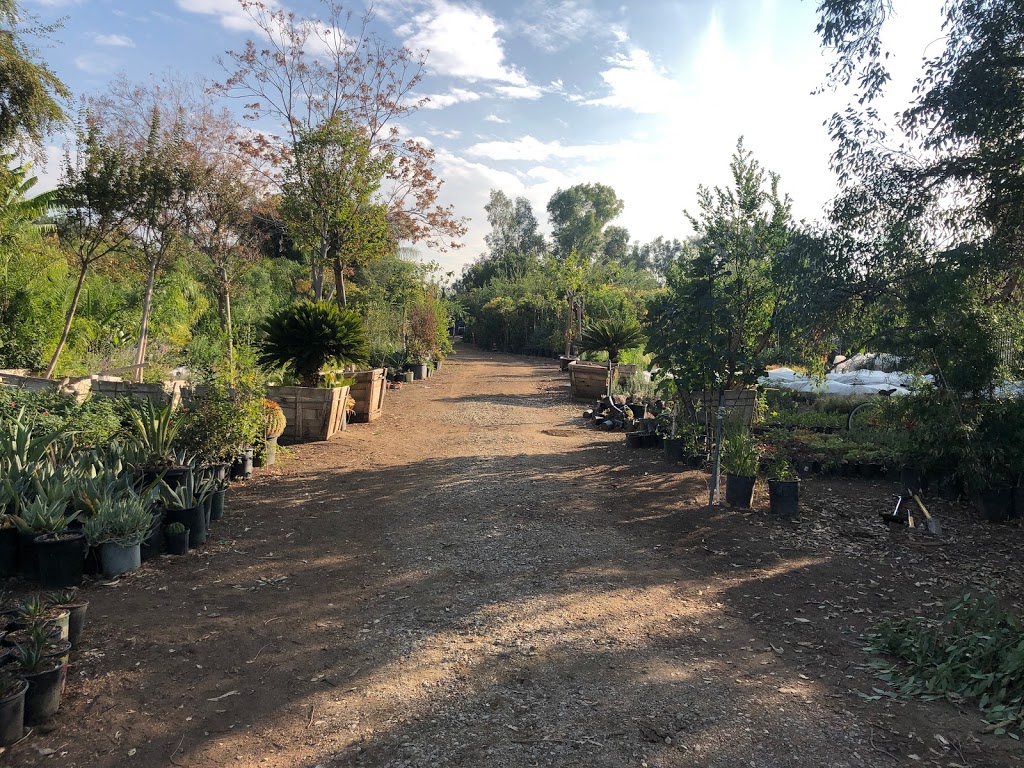 Jurupa Nursery | 32423 Yucaipa Blvd, Yucaipa, CA 92399, USA | Phone: (951) 733-3700