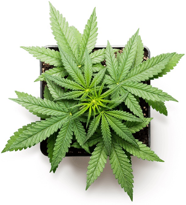 Medical Marijuana Doctor Bethesda, MD | Telemedicine | 7815 English Way, Bethesda, MD 20817, USA | Phone: (240) 232-6645
