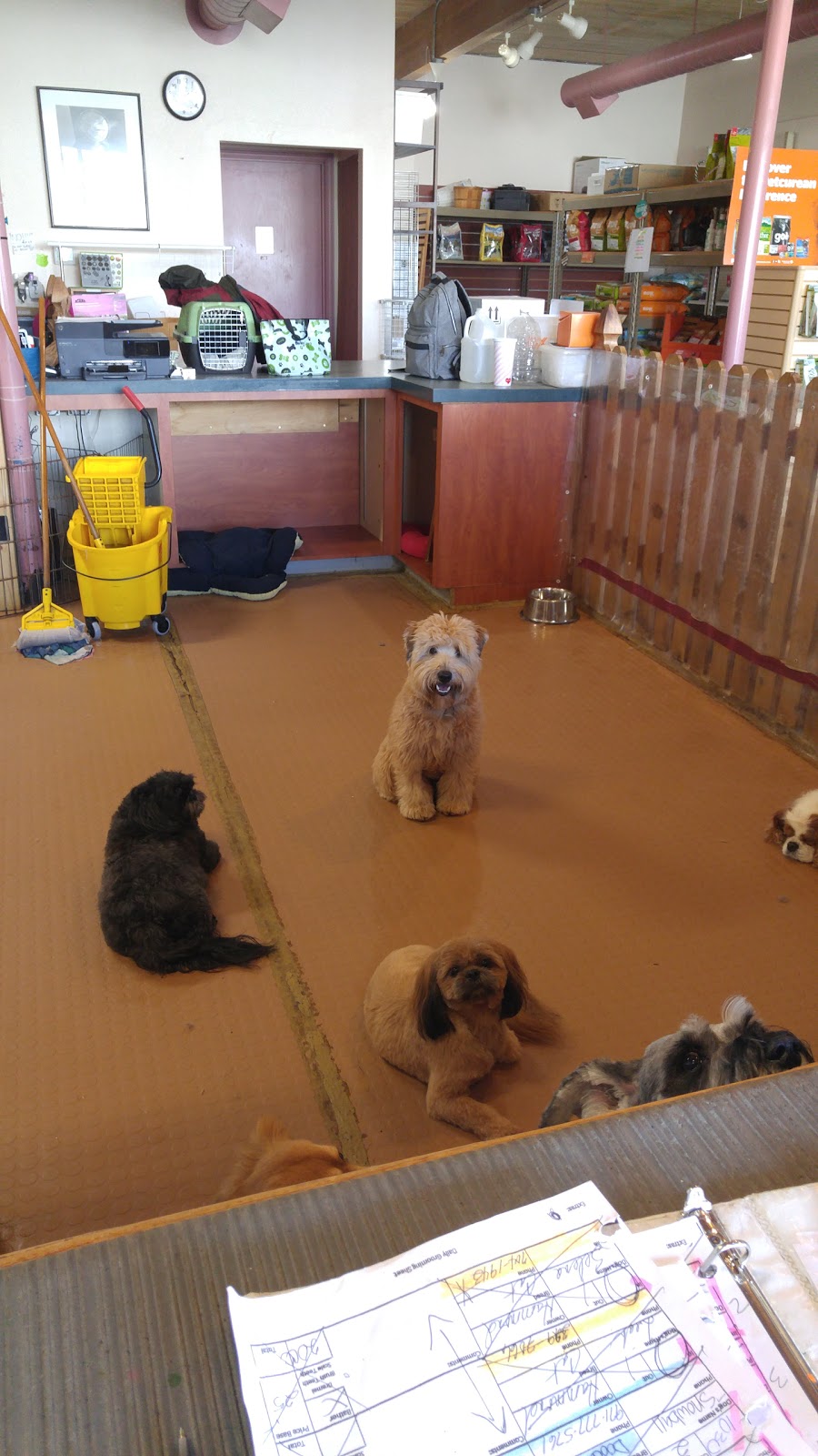 The Muttley Crew | 806 NW Murray Blvd, Portland, OR 97229, USA | Phone: (503) 626-8212