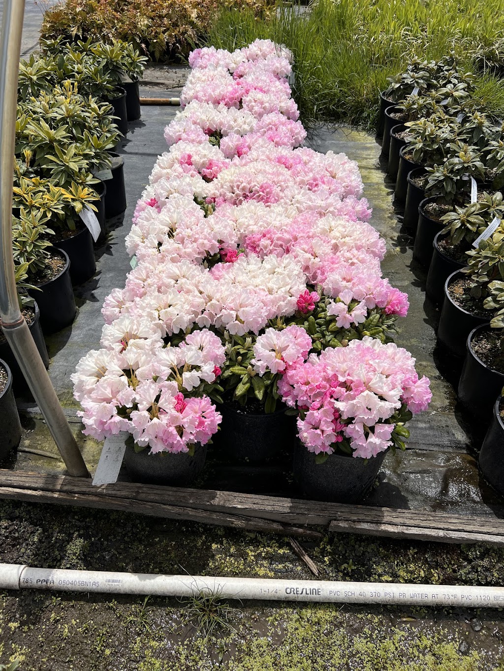 All Season Plants | 21000 NW 39th Ave, Ridgefield, WA 98642, USA | Phone: (360) 567-4000