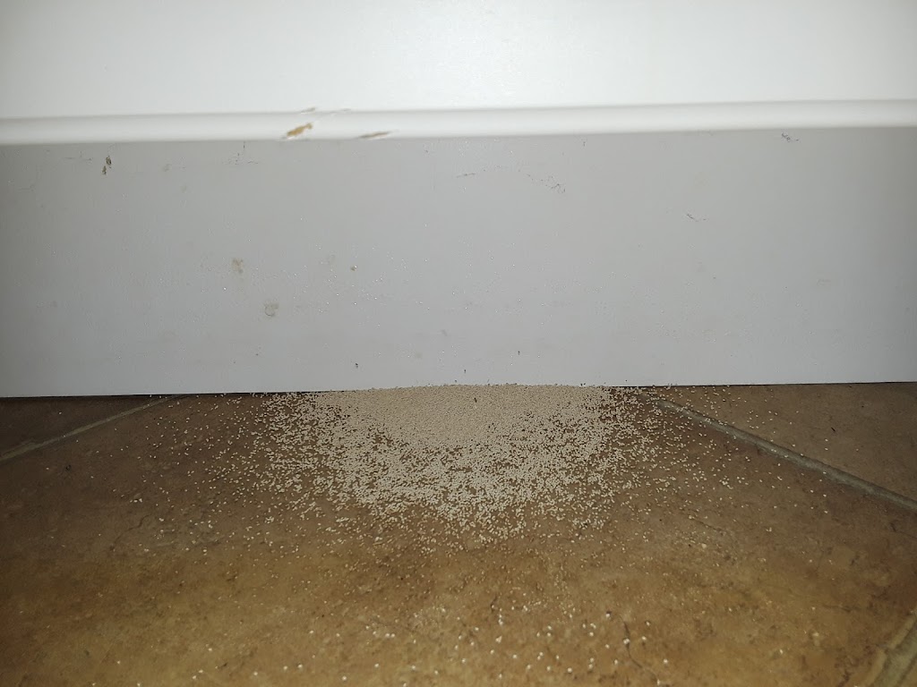 All American Pest Services | 6508 13th Ave E, Bradenton, FL 34208, USA | Phone: (941) 202-9270