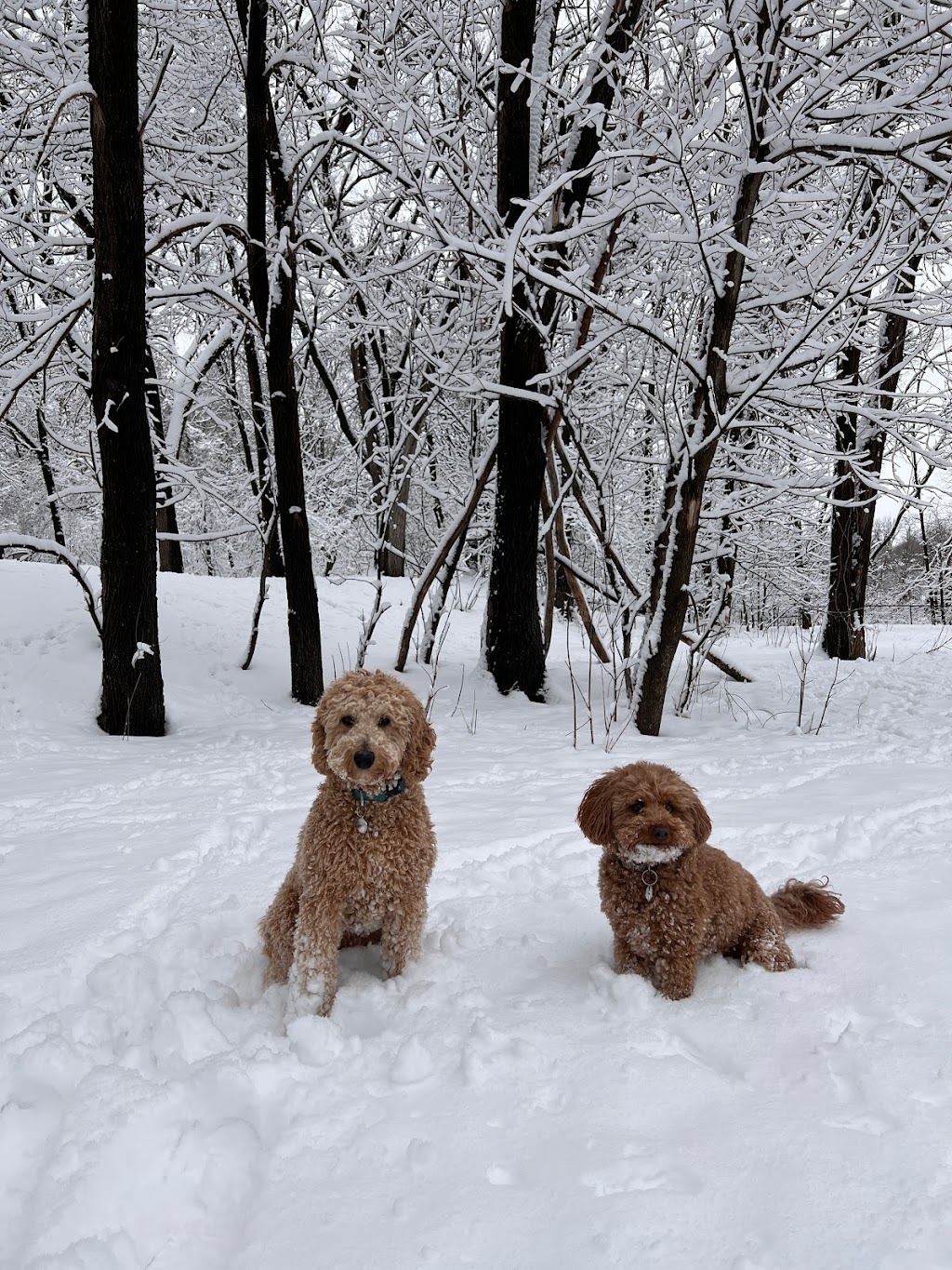 Woodview Off-leash Dog Area | Larpenteur Ave W, Roseville, MN 55113, USA | Phone: (651) 748-2500