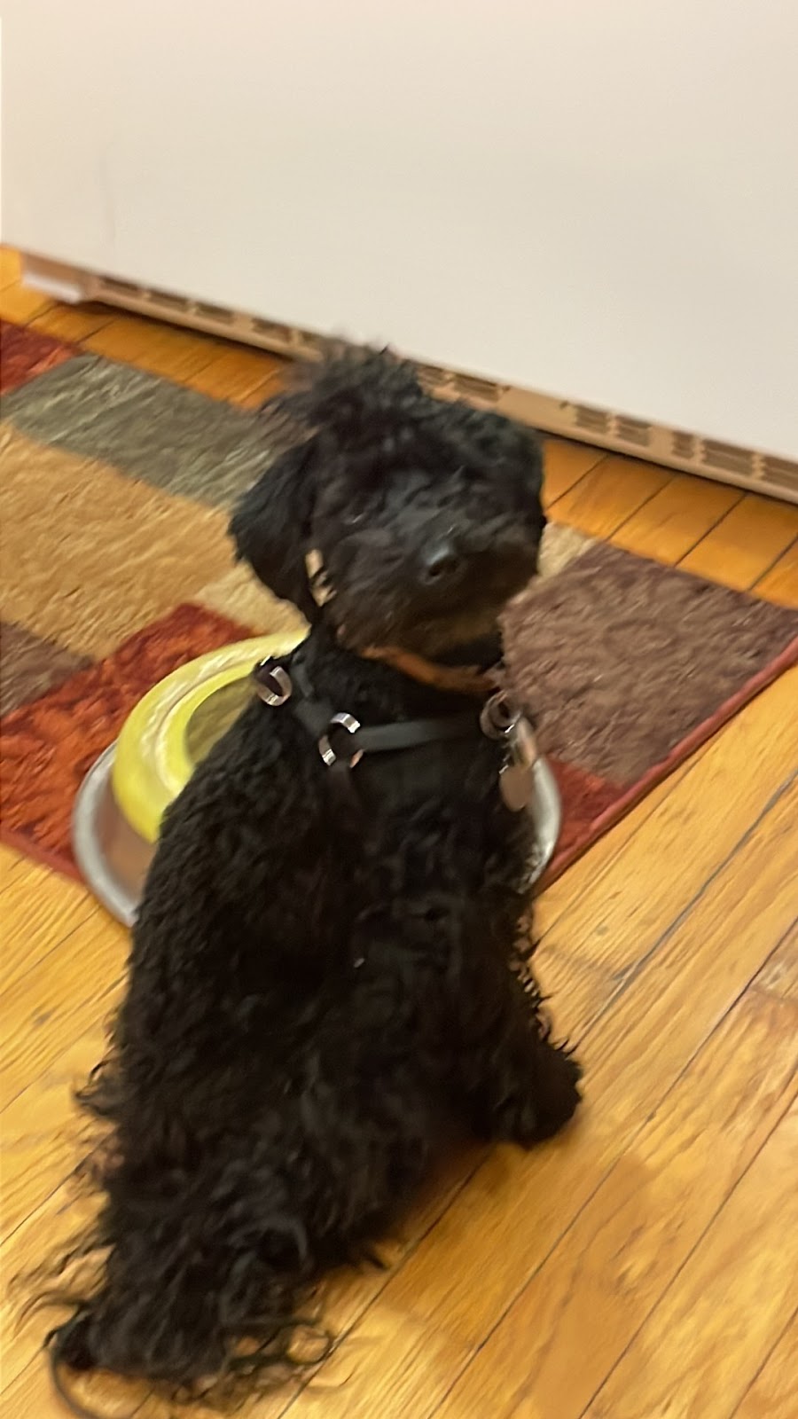 New Prague Veterinary Clinic | 1003 Main St E, New Prague, MN 56071, USA | Phone: (952) 758-2881