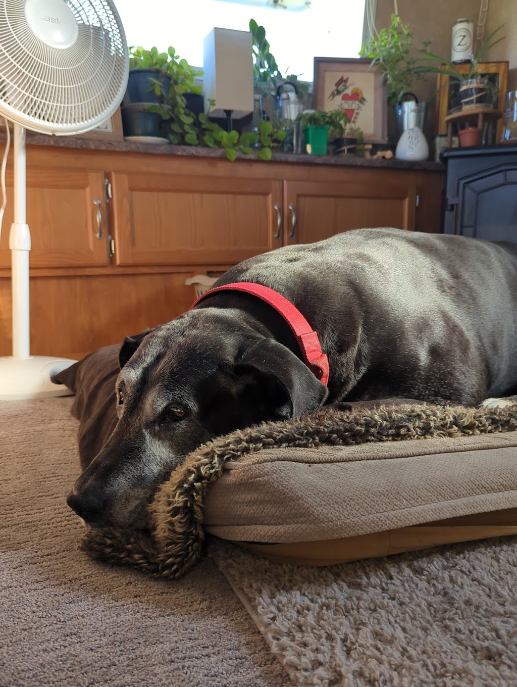 Crossroads Veterinary Hospital | 694 Pleasant Valley Rd #10, Diamond Springs, CA 95619, USA | Phone: (530) 642-9504