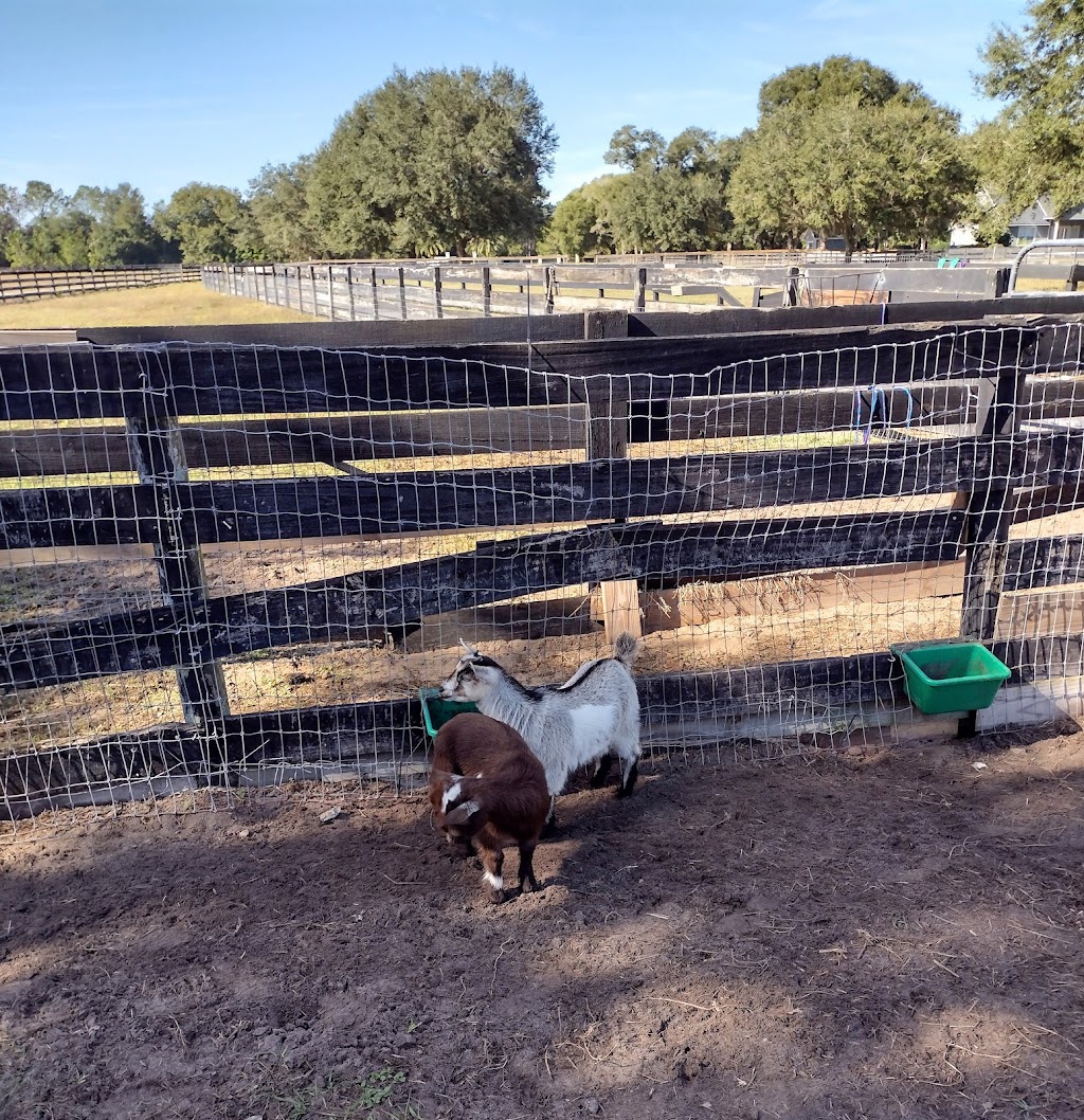 Amma,s Ark Petting Farm and Alpacas | 41602 N Babb Rd, Umatilla, FL 32784 | Phone: (352) 455-4673