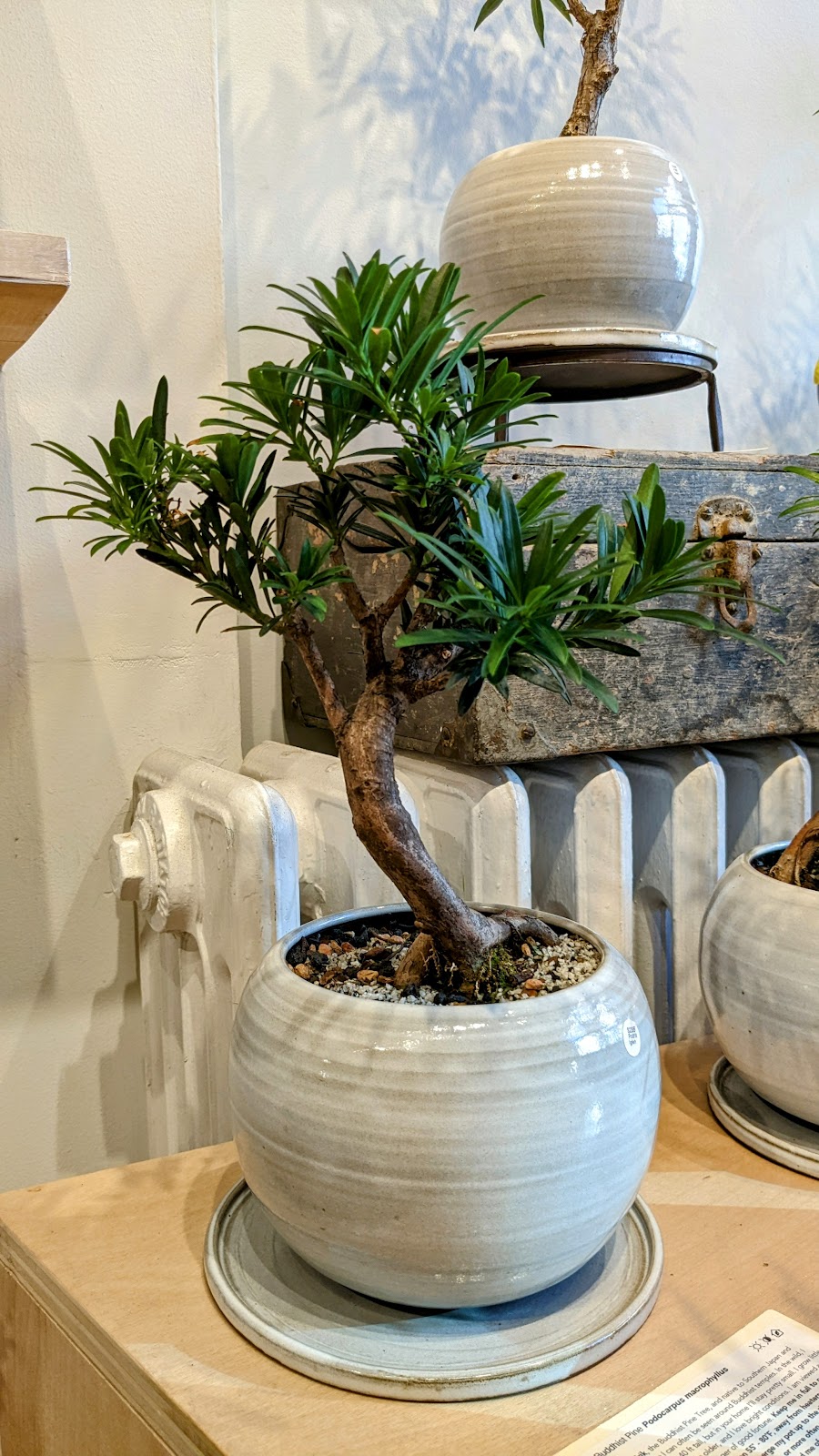 Bonsai Shop by Dandy Farmer | 14 Clermont Ave, Brooklyn, NY 11205, USA | Phone: (646) 481-4423