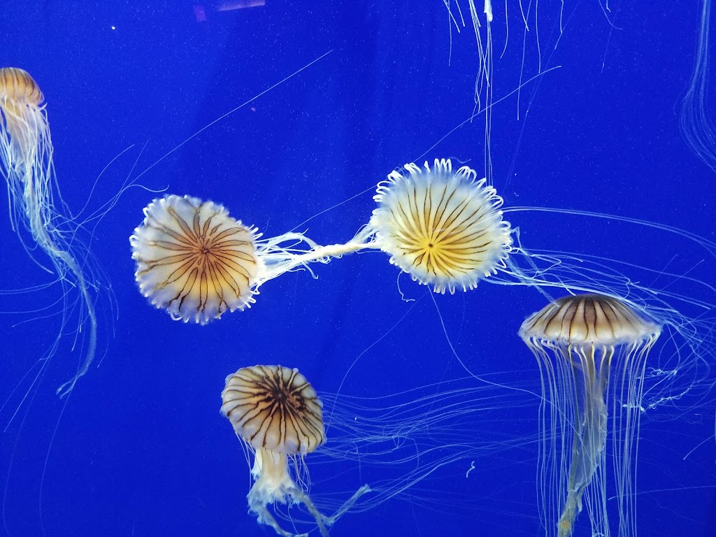 Georgia Aquarium | 225 Baker St NW, Atlanta, GA 30313, USA | Phone: (404) 581-4000