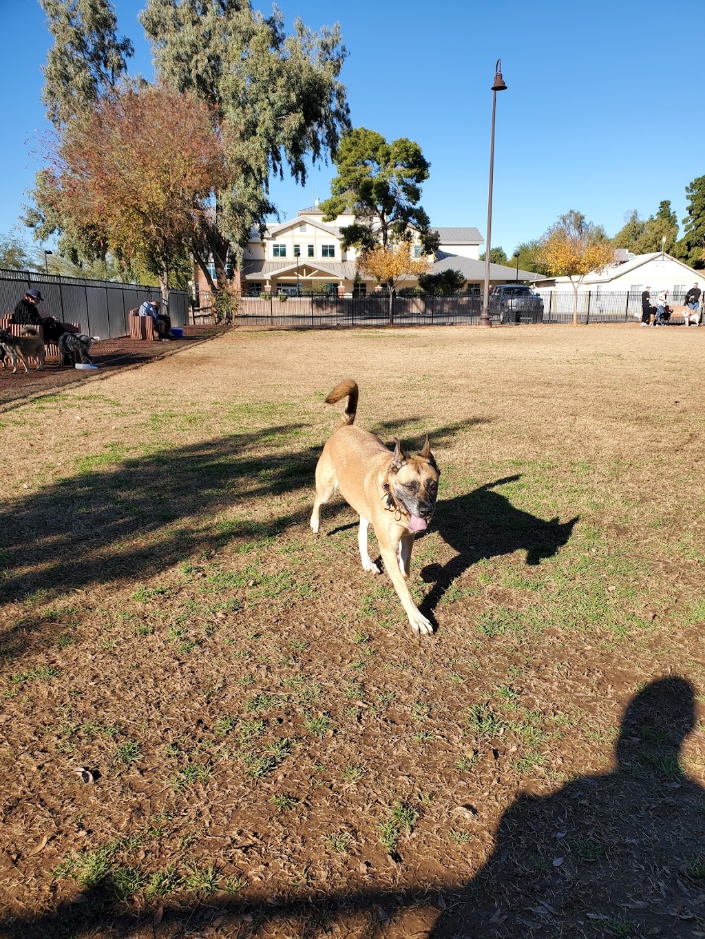 Pocket Park for Pups | 22526 S Ellsworth Rd, Queen Creek, AZ 85142, USA | Phone: (480) 358-3770