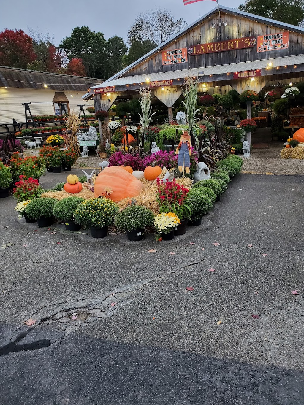 Lamberts Garden Center | 1 Cape Rd, Mendon, MA 01756, USA | Phone: (781) 389-5797