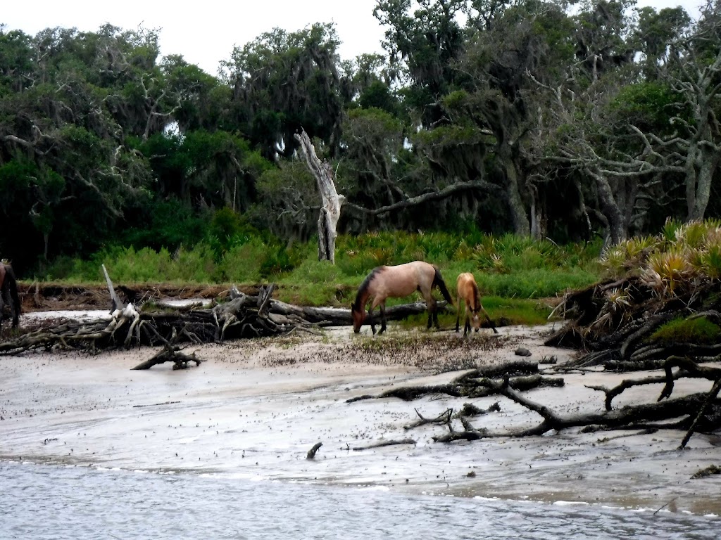 Backwater Cat Adventure | 3 S Front St, Fernandina Beach, FL 32034, USA | Phone: (904) 753-7631