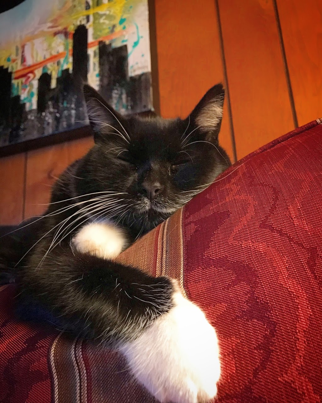 Town & Country Animal Clinic | 3000 Genesee St, Buffalo, NY 14225, USA | Phone: (716) 896-2424