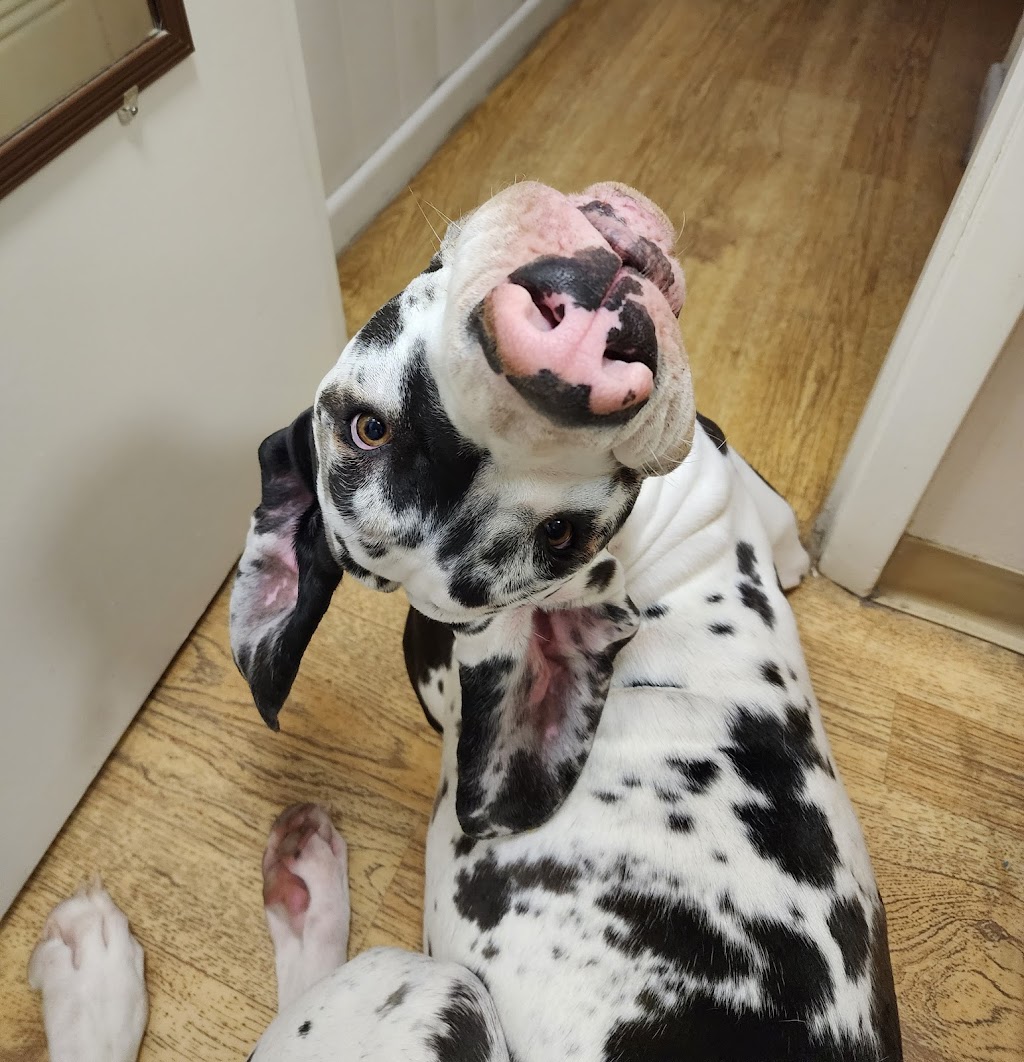 Four Legged Friends Animal Hospital | 3131 E Thunderbird Rd STE 59, Phoenix, AZ 85032, USA | Phone: (602) 787-0015