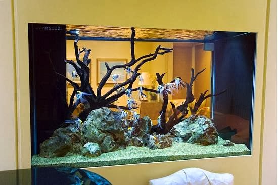 All Bright Aquariums | 32 Smith Rd, Olmstedville, NY 12857, USA | Phone: (518) 307-9291