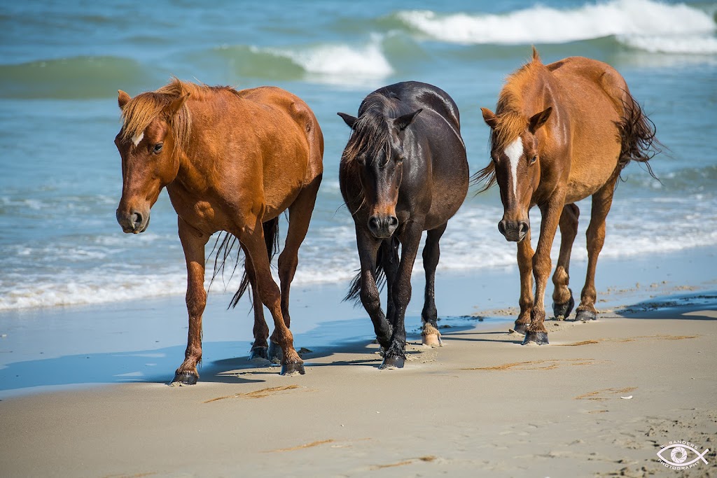 Corolla Wild Horse Fund | 1130 E, Corolla Village Rd, Corolla, NC 27927, USA | Phone: (252) 453-8002