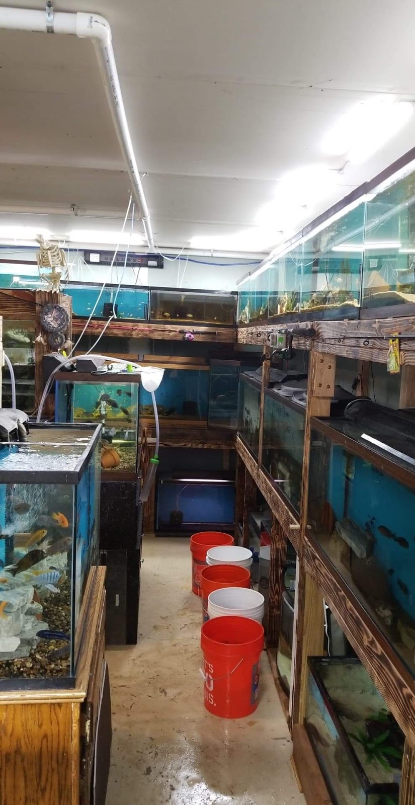 Daves Cichlids & Water Works | 504 S Hawthorne Dr, Pacific, MO 63069, USA | Phone: (314) 330-2755