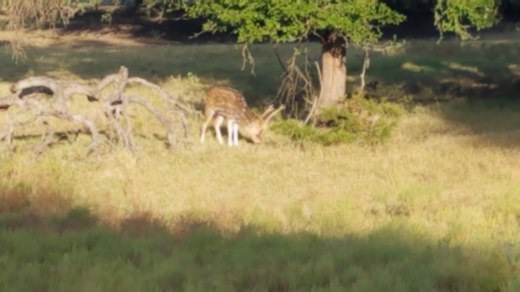 Fossil Rim Safari Campground | Unnamed Road,, Glen Rose, TX 76043, USA | Phone: (254) 897-2960