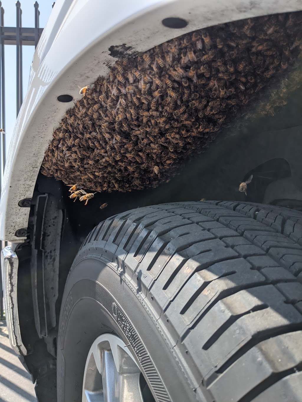 Bee Removal Crew | 14101 Riverside Dr, Weed, CA 96094, USA | Phone: (909) 254-6087