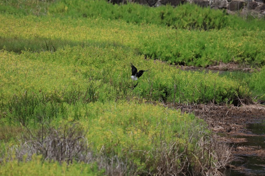 Kaelepulu Wetland Bird Preserve | 1460 Kiukee Pl, Kailua, HI 96734, USA | Phone: (808) 261-2179