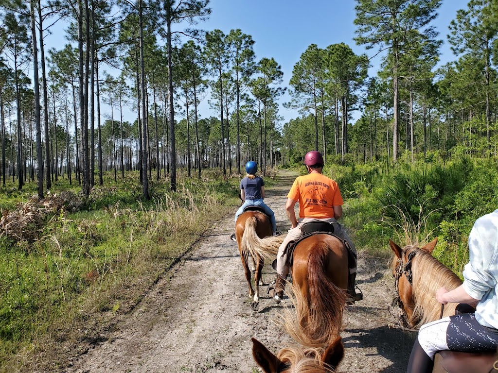 Happy Trails Walking Horses LLC | 4600 Peters Point Rd, Fernandina Beach, FL 32034, USA | Phone: (904) 557-3126