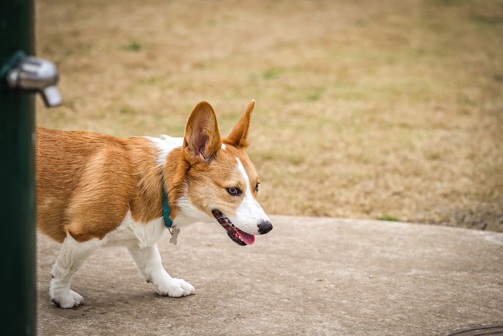 North Lakes Dog Park | 808 W Windsor Dr, Denton, TX 76207, USA | Phone: (940) 349-7275