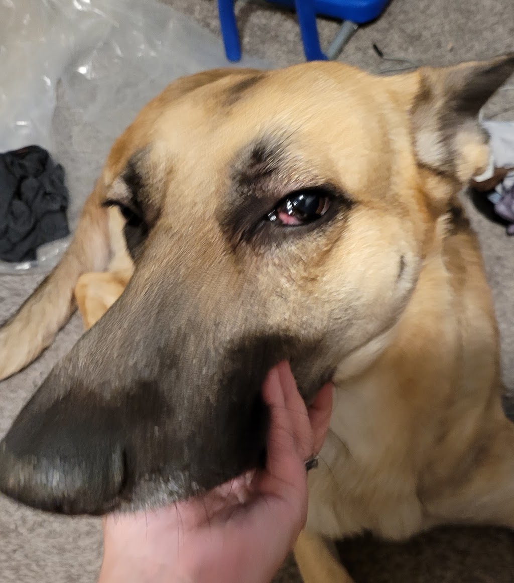 Connersville Veterinary Clinic | 808 E County Rd 250 S, Connersville, IN 47331, USA | Phone: (765) 825-9620