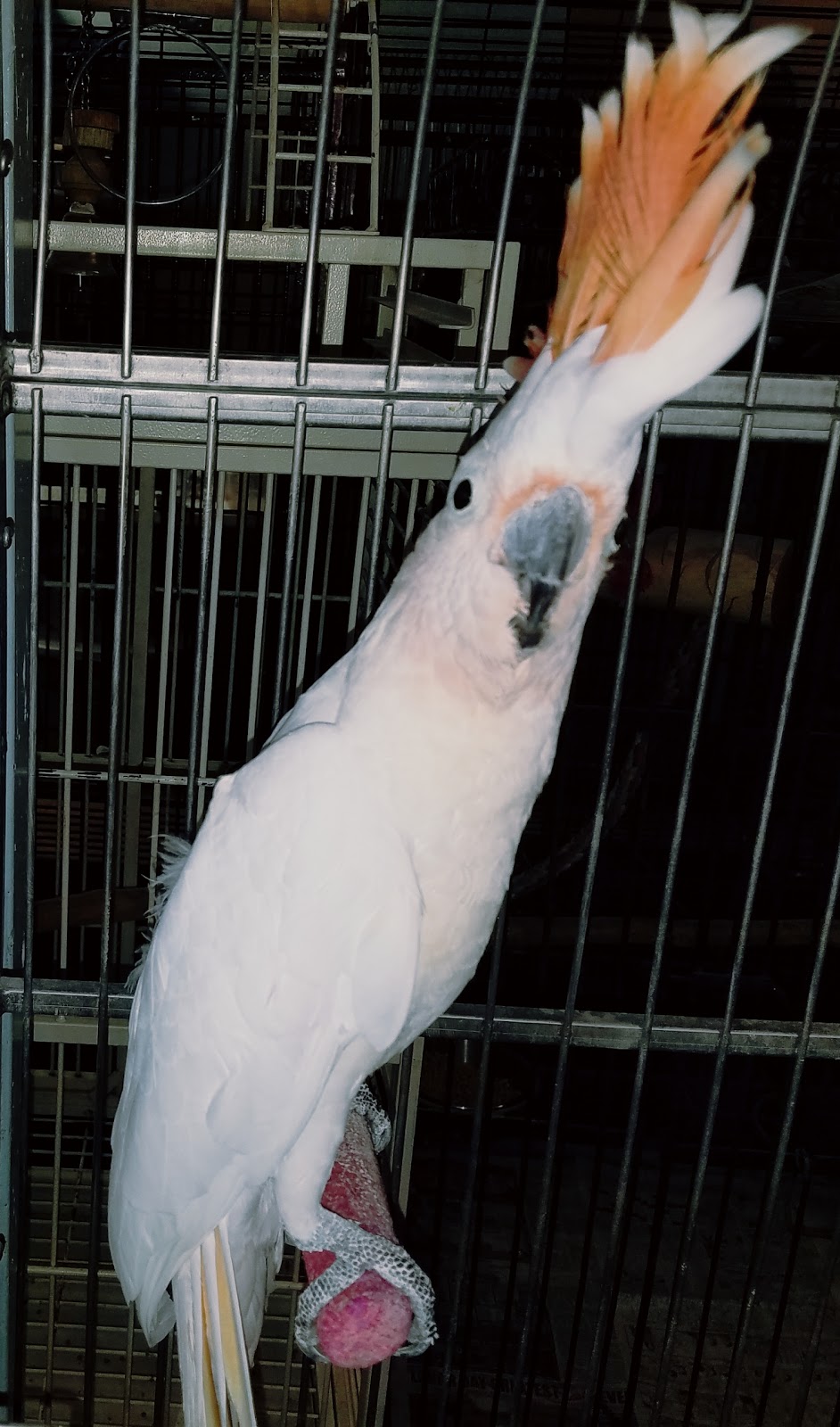 AZ Exotic Bird Rescue, Inc. | 2724 N Scottsdale Rd, Scottsdale, AZ 85257 | Phone: (480) 535-4999