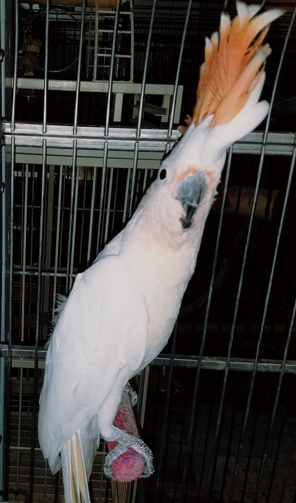 AZ Exotic Bird Rescue, Inc. | 2724 N Scottsdale Rd, Scottsdale, AZ 85257, USA | Phone: (480) 535-4999