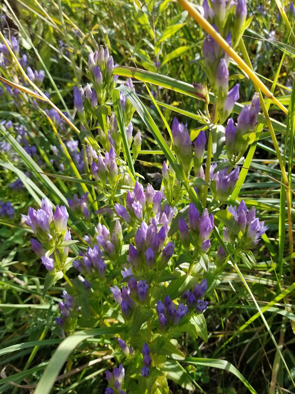 Black Earth Rettenmund Prairie State Natural Area | Fesenfeld Rd, Black Earth, WI 53515, USA | Phone: (608) 266-2621