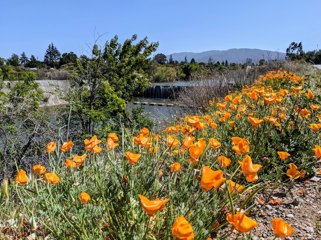 Los Gatos Creek County Park | 1250 Dell Ave, Campbell, CA 95008, USA | Phone: (408) 356-2729