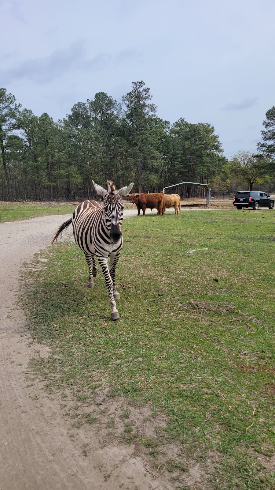 Aloha Safari Park | 159 Mini Ln, Cameron, NC 28326, USA | Phone: (919) 770-7109