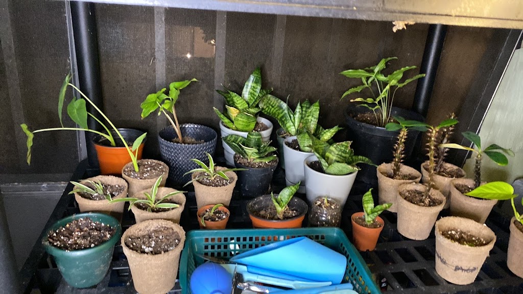 Central Florida PlantLife, LLC | 119 Moonstone Ct, Port Orange, FL 32129, USA | Phone: (386) 451-8348