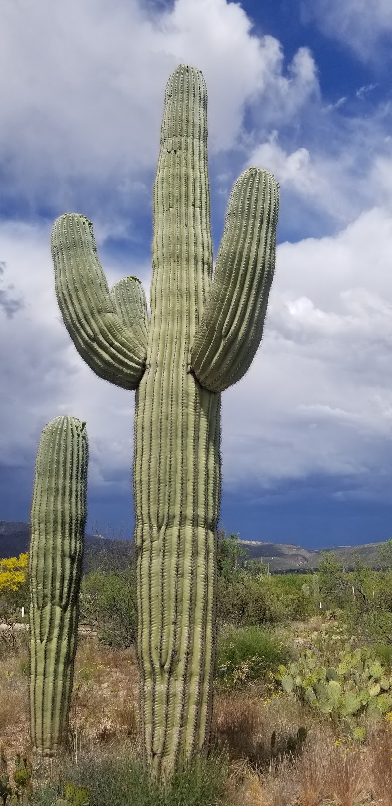 National Park Service Desert Research and Learning Center | 12661 E Broadway Blvd, Tucson, AZ 85748, USA | Phone: (520) 258-7200