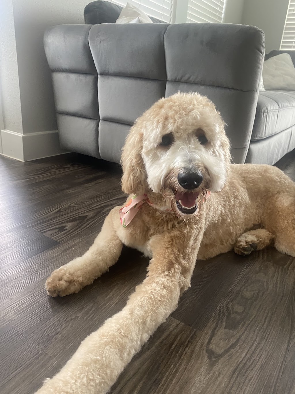 Mud Puppies | 12233 Ranch Rd 620 N #110A, Austin, TX 78750, USA | Phone: (512) 249-2498