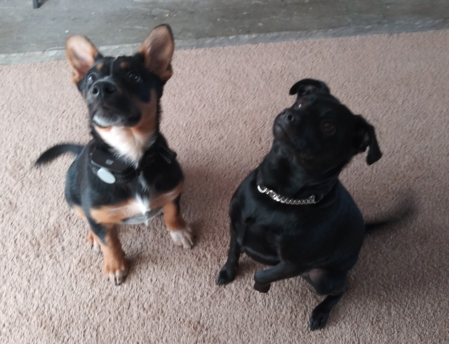 Pet Mess Express | 120 Washington St, Carlisle, KY 40311, USA | Phone: (808) 372-2685