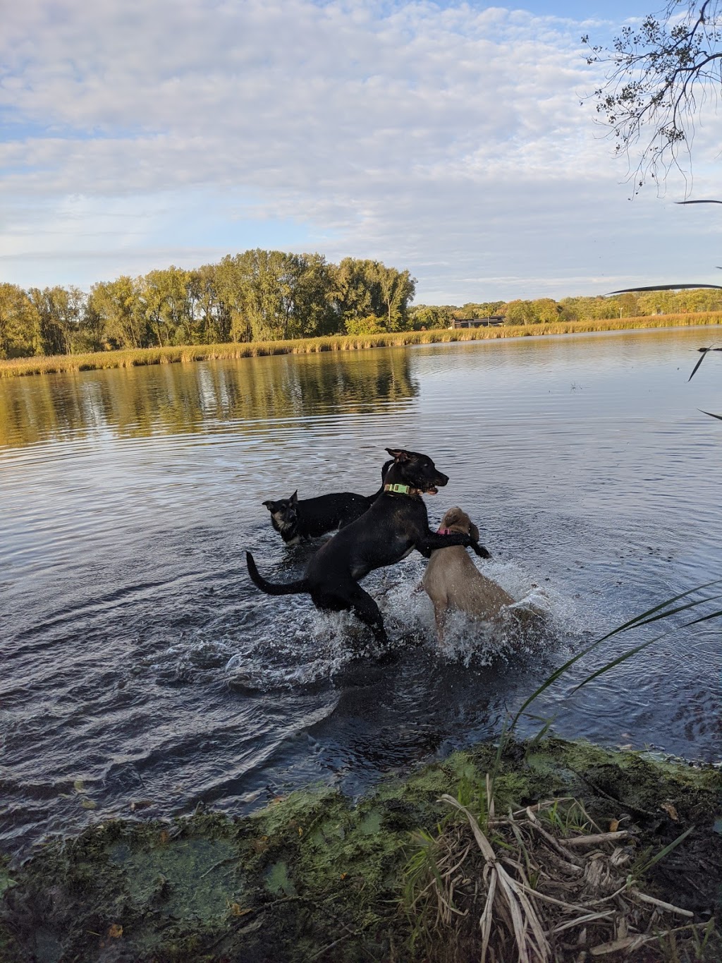 Warner Park Dog Park | 2301 Sheridan Dr, Madison, WI 53704, USA | Phone: (608) 266-4711