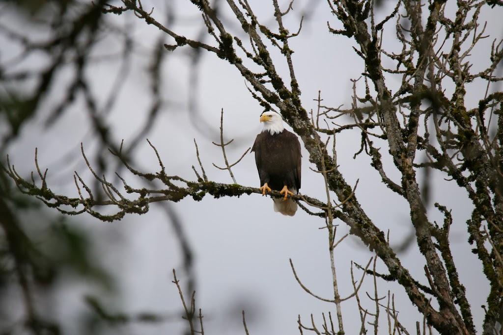 Ridgefield National Wildlife Refuge Auto Tour Start | Ridgefield, WA 98642, USA | Phone: (360) 887-4106