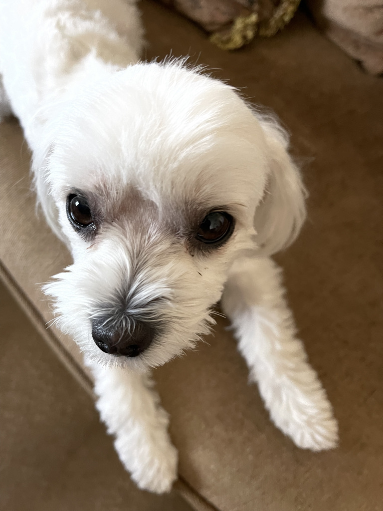 Bow Wow Bath House | 29800 Bradley Rd STE 122, Menifee, CA 92586, USA | Phone: (951) 246-2284 Bow Wow Bath House | 29800 Bradley Rd STE 122, Menifee, CA 92586, USA | Phone: (951) 246-2284