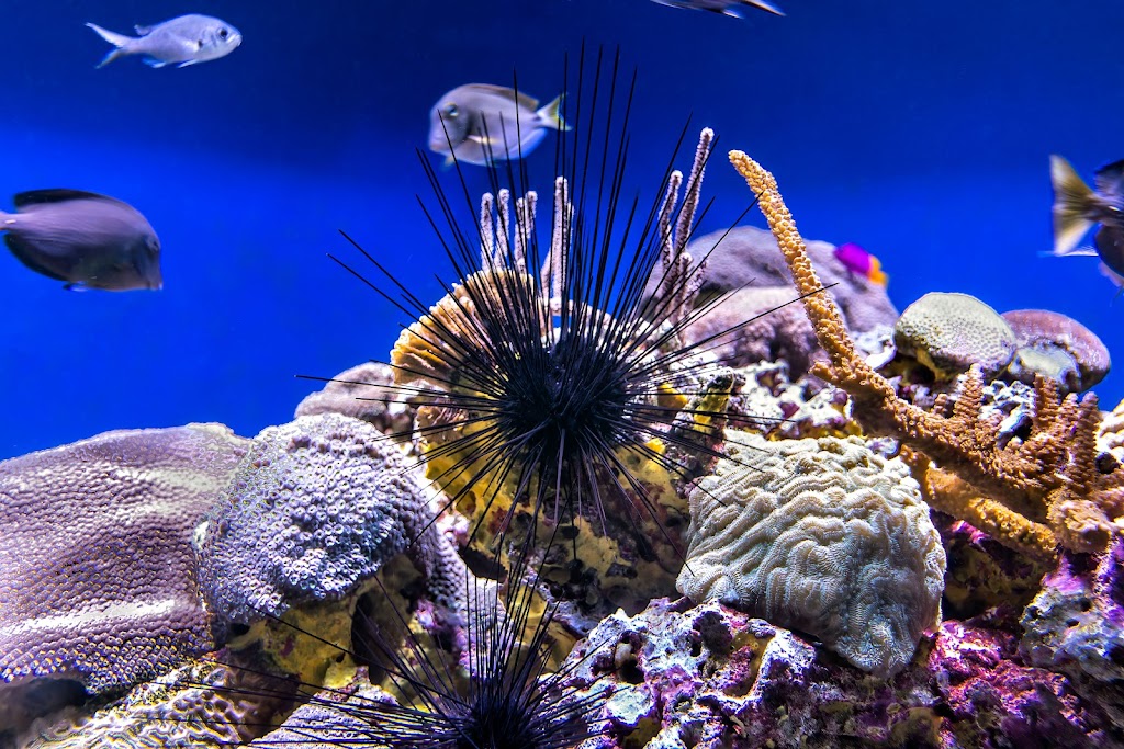 Mote Marine Laboratory & Aquarium | 1600 Ken Thompson Pkwy, Sarasota, FL 34236, USA | Phone: (941) 388-4441