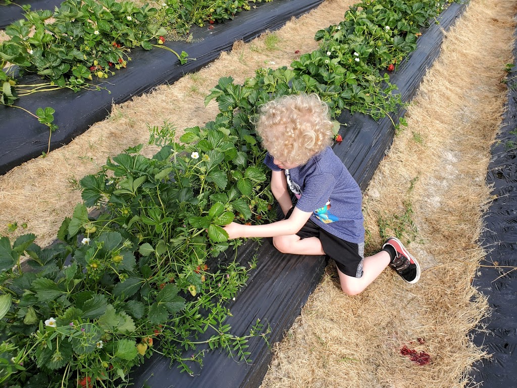 Williams Strawberry Farm | 1381 N Carolina Hwy 343 S, South Mills, NC 27976, USA | Phone: (252) 771-2647