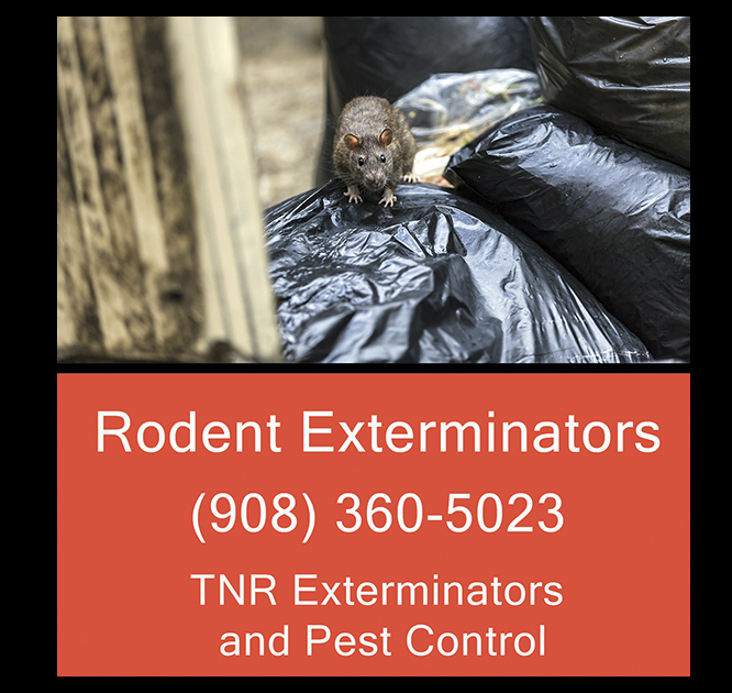 TNR Exterminators | 17 Rolling Hill Dr, Millington, NJ 07946, USA | Phone: (718) 338-2526