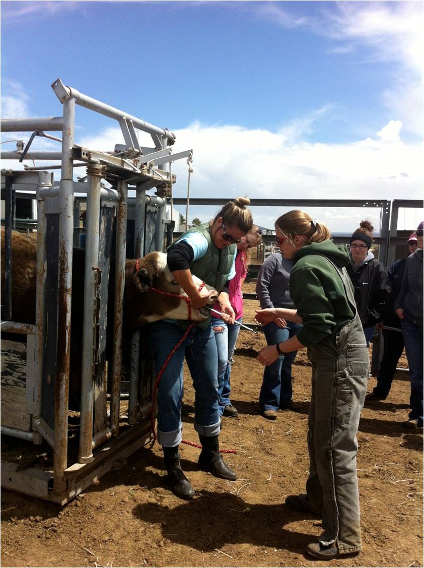 Community College of Denver Veterinary Technology Program | 1070 Alton Way building 849, Denver, CO 80230, USA | Phone: (303) 365-8300