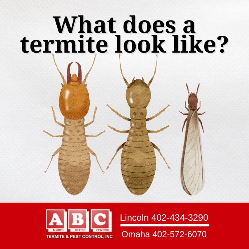 ABC Termite & Pest Control | 11075 S 204th St, Gretna, NE 68028, USA | Phone: (402) 572-6070