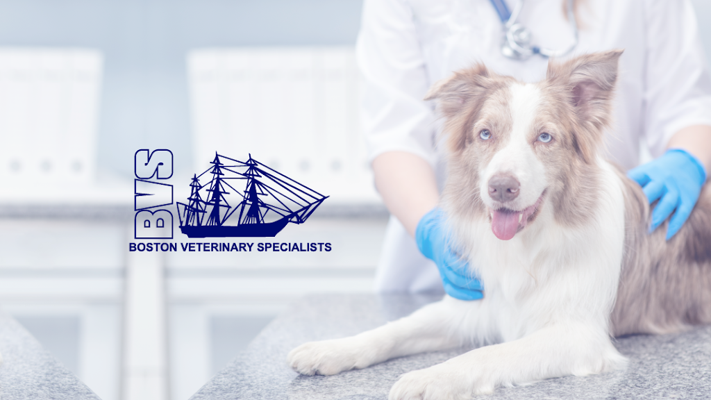 Boston Veterinary Specialists | 326 Bridge St, Dedham, MA 02026, USA | Phone: (781) 326-2140