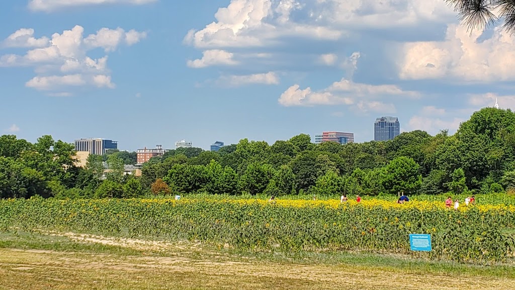 Sunflower Field | Raleigh, NC 27606, USA | Phone: (919) 996-6688